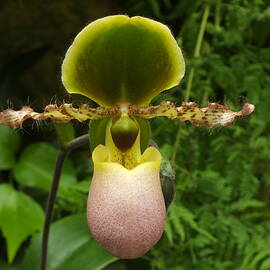 Pinocchio Ladies Slipper in Bloom by James Dower
