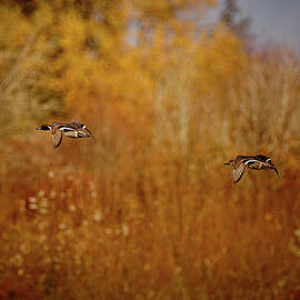 Pintails Flying by Jean Noren