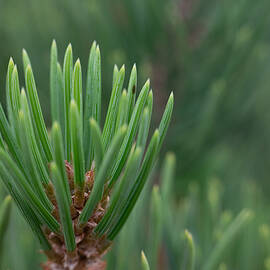Pinyon Pine Needles by Bonny Puckett