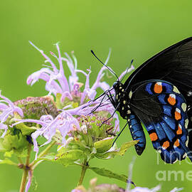 Pipevine Swallowtail by Jennifer Jenson