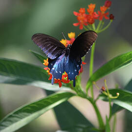 Pipevine Swallowtail On Milkweed by Aimee L Maher ALM GALLERY