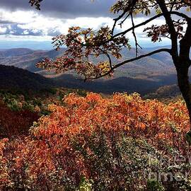 Pisgah Inn  Overlook