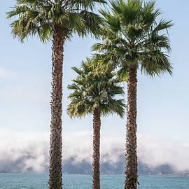 Pismo Palms 