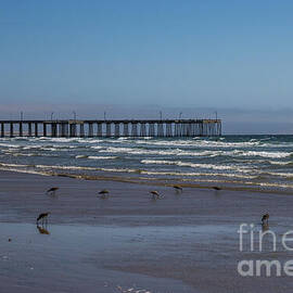 Pismo Pier And Birds by Suzanne Luft