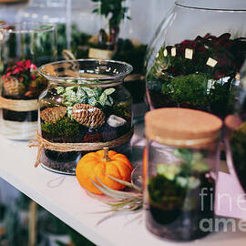 Plants in glass jar terrariums in florist shop by Michal Bednarek