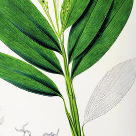 Plants of Java 1838 p1 by botany