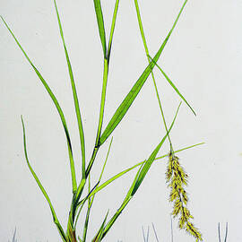 Plants of Java 1838 p2 by botany