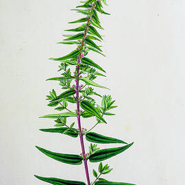 Plants of Java 1838 q1 by botany