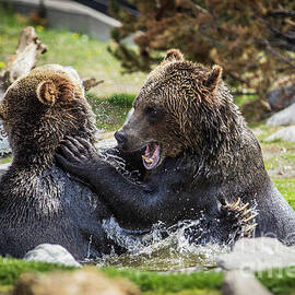 Playful Bears