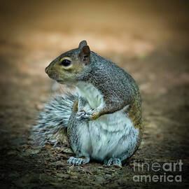Playful Squirrel by Shelia Hunt