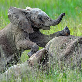Playtime - African Elephant Calf  by Eric Albright