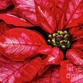 Poinsetta  digital painting  by Elaine Manley