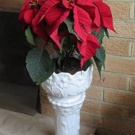 Poinsettia In A Jardiniere by Lesley Evered