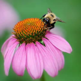 Pollen Collector  by Marilyn DeBlock