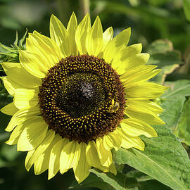 Pollinator Jewel - a Beautiful Sunflower with a Golden Bee by Georgia Mizuleva