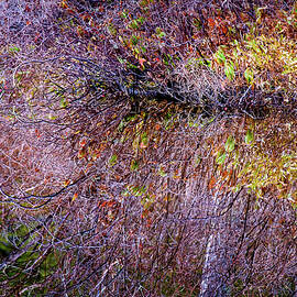 Pond Side Spring  by Jeff Sinon