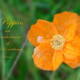 Poppies by Karen Cook
