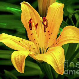 Popping Yellow Lily by Robert Bales