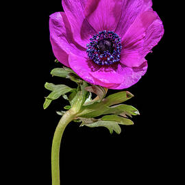 Poppy Anemone 2 by Sandi Kroll