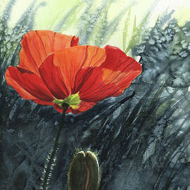 Poppy in the Sunlight by Taphath Foose