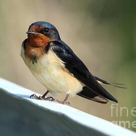 Portrait of a Barn Swallow