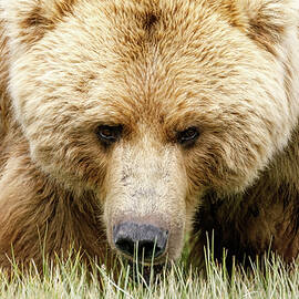 Portrait of a Grizzly Sow by Mark Harrington