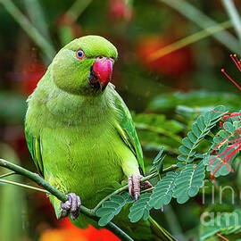 Portrait of a Hawaii Female Rose Ringed Parakeet on a Rainy Morning