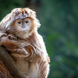 Portrait of a Langur 3 by Erin O'Keefe