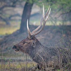 Portrait of a Sambar Deer by Pravine Chester