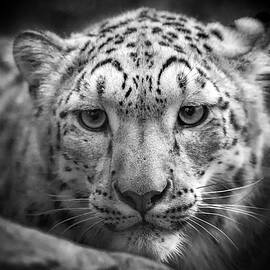 Portrait of a Snow Leopard - b/w