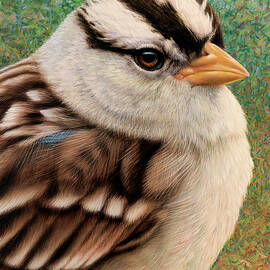 Portrait of a Sparrow