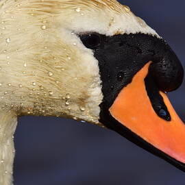 Portrait Of A Swan by Neil R Finlay