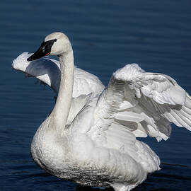 Portrait of a Trumpeter Swan  by EZ Lorenz Imagery