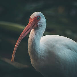 Portrait of a White Ibis by Chad Meyer