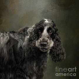 Portrait of English Cocker Spaniel by Eva Lechner