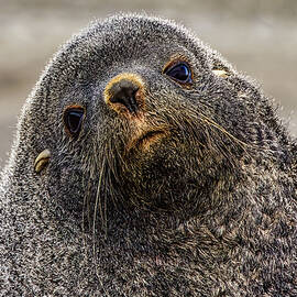 Portrait of Fur Seal by Jan Fijolek