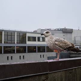 Portraits of a gull. Riga 2024 by Jouko Lehto