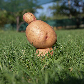 Potatoes of unusual shape close-up on green grass by Valentin Ivantsov