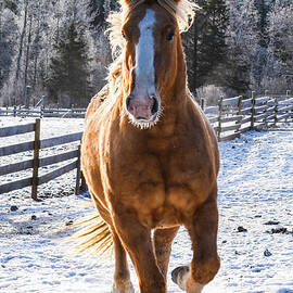 Power Steed