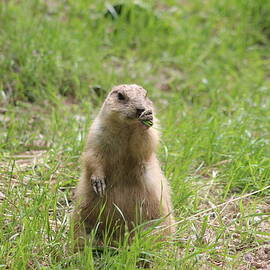 Prairie Dog