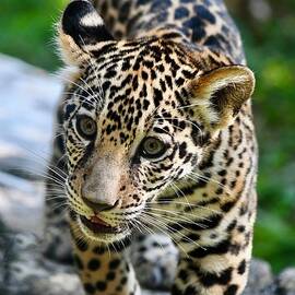 Precious Jaguar Cub by Richard Bryce and Family