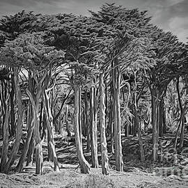 Presidio San Francisco Landscape Trees Black White  by Chuck Kuhn