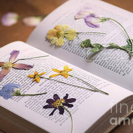 Pressed Dried Flowers by Tim Gainey