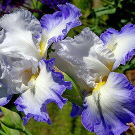 Pretty Bearded Irises by Lyuba Filatova
