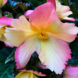 Pretty in Pink by Margaret Emory Design