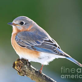Pretty Little Bluebird by Tina LeCour