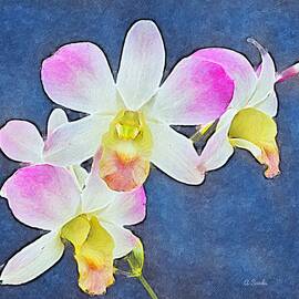 Pretty Orchid by Anne Sands