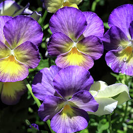 Pretty Pansies by Donna Kennedy