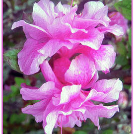 Pretty Pink Azaleas by Claudia O'Brien