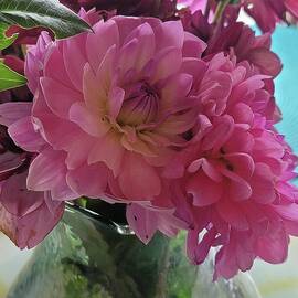 Pretty Pink Dahlias, Still Life by Charlotte Gray
